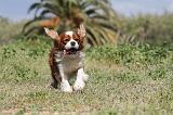 CAVALIER KING CHARLES 173